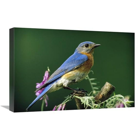 16 x 24 in. Eastern Bluebird Male Portrait, Ontario, Canada Art Print - Tim Fitzharris