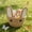 A, variant on YingYouFu Easter Bunny Ear Shaped Storage Basket Cute Woven Organizer, Makeup Key Storage Basket Desktop Item and Snack Storage for Home Office Decor
