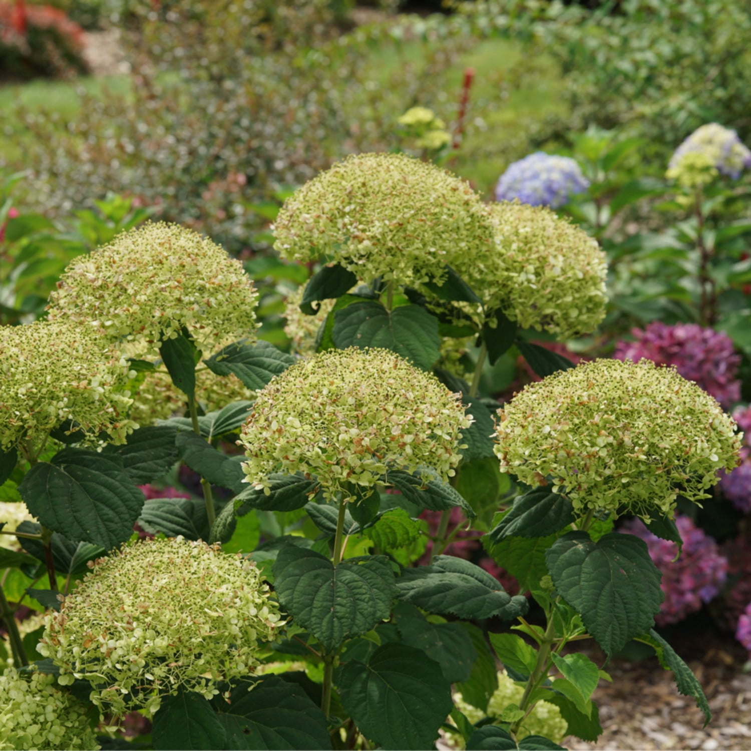 Proven Winners ColorChoice 6" White Incrediball Storm Proof Smooth Hydrangea Live Plant in 7.5" Pot