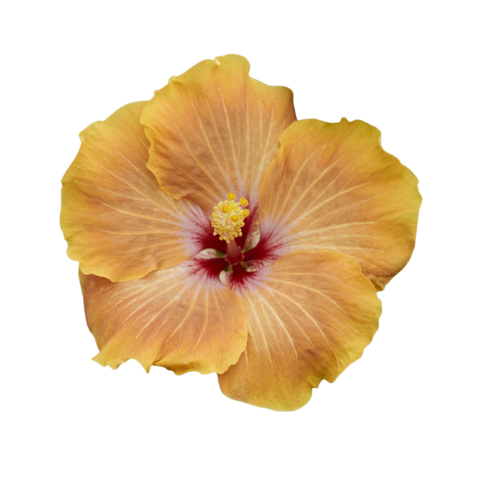 Proven Winners ColorChoice 6" Multicolor Hollywood Hibiscus VIP Tropical Hibiscus Live Plant in 7.5" Pot