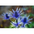 thumbnail image 2 of CZ Grain 25 Blue Star Sea Holly Flower Seed, Easy to Grow, 2 of 3