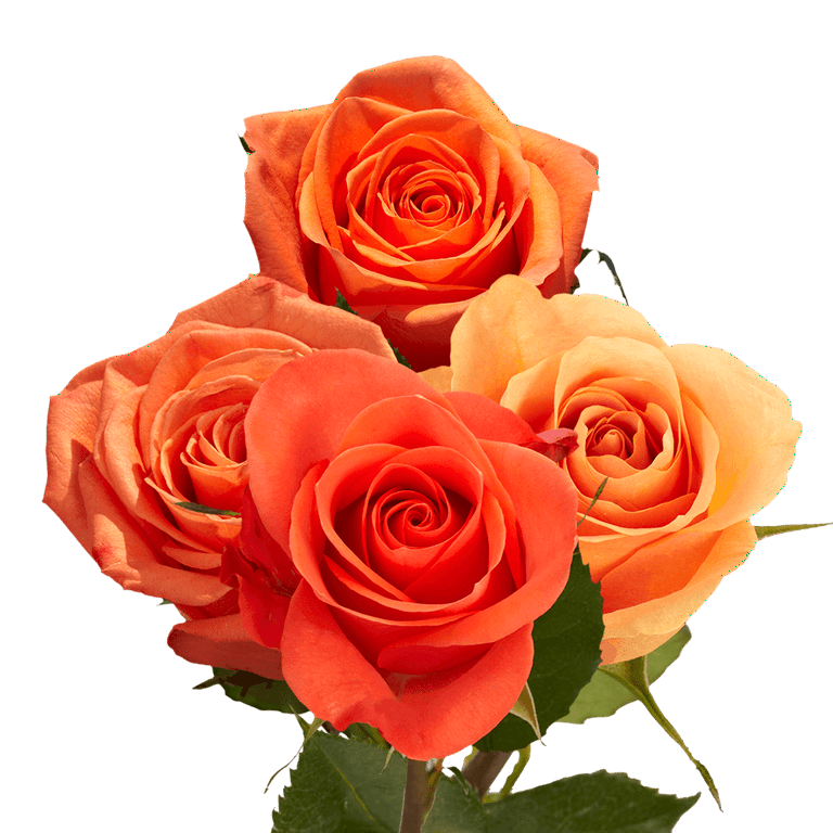 One Dozen Orange Roses- Fresh Flower Delivery