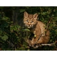 thumbnail image 2 of Galloimages Online 14x12 White Modern Wood Framed Museum Art Print Titled - Bobcat Kitten On Branch, 2 of 4