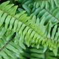 thumbnail image 3 of United Nursery Live Kimberly Fern Plant 2-Pack Indoor Green Houseplant 24in Tall in 10in Grower Pot, 3 of 10