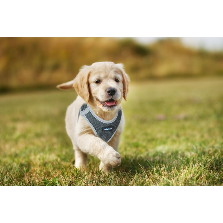 Blue Frog Track N Guard 1X Protective Dog Harness GPS Message Ready u0026  Built-In I.D. Tag (Fashionable Air Mesh Honeycomb, Reflective Trim Design)  - Walmart.com