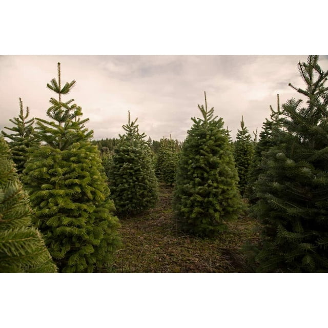 100 Christmas Tree Seeds for Planting Balsam Fir (Abies Balsamea)