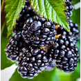 thumbnail image 2 of Set 2 Ouachita Blackberry Plants Live for Planting, Blackberries Plants Fruit Bushes Outdoor Garden 4 to 6 Inch Tall, 2 of 6
