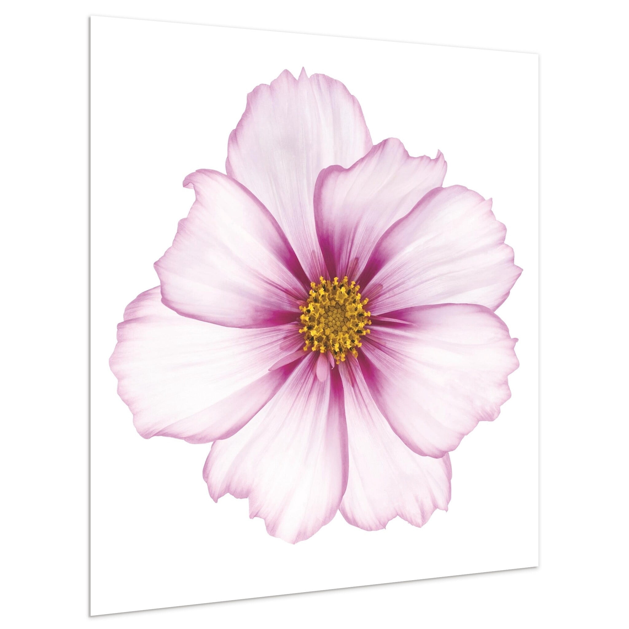 Empire Art Direct Magenta Cosmo Frameless Free Floating Tempered Glass Panel Graphic Wall Art, 40" x 40" x 0.2", Ready to Hang