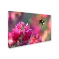 thumbnail image 2 of Trademark Fine Art 'Bumble Bee' Canvas Art by Guido Frazzini, 2 of 3