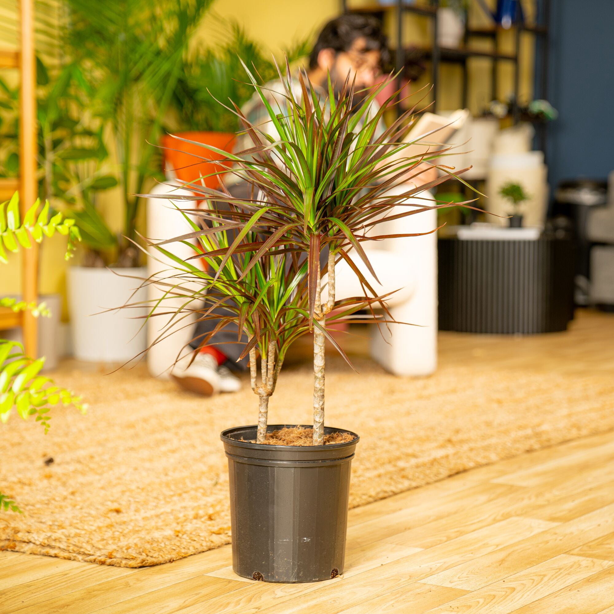 Costa Farms 26" Marginata Grower's Choice Live House Plants in 10" Grower Pot