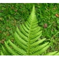 thumbnail image 3 of Classy Groundcovers, Lady Fern, Northern Lady Fern, Alpine Lady Fern, Female Fern, Longleaf Lady Fern (25 Pots, 3 1/2 inch square), 3 of 10