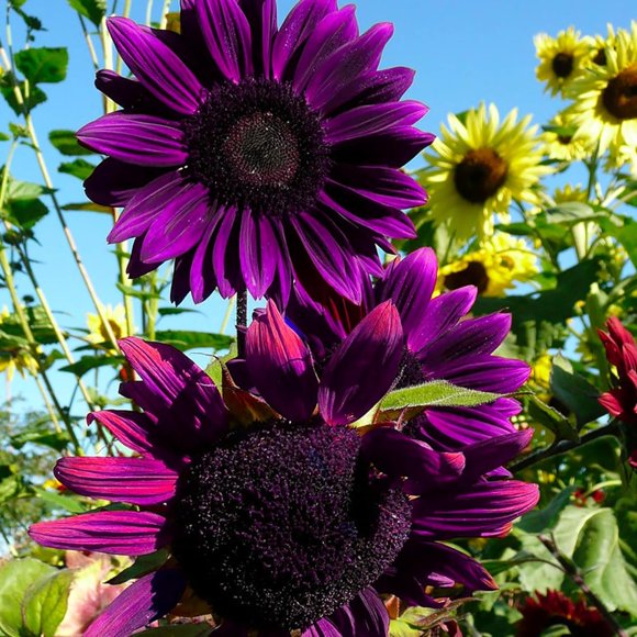 GSDWIUEW 100 Seeds Rare Purple Sunflower, Bonsai, Charming Annuus Helianthus, Potted Garden Flower Plant
