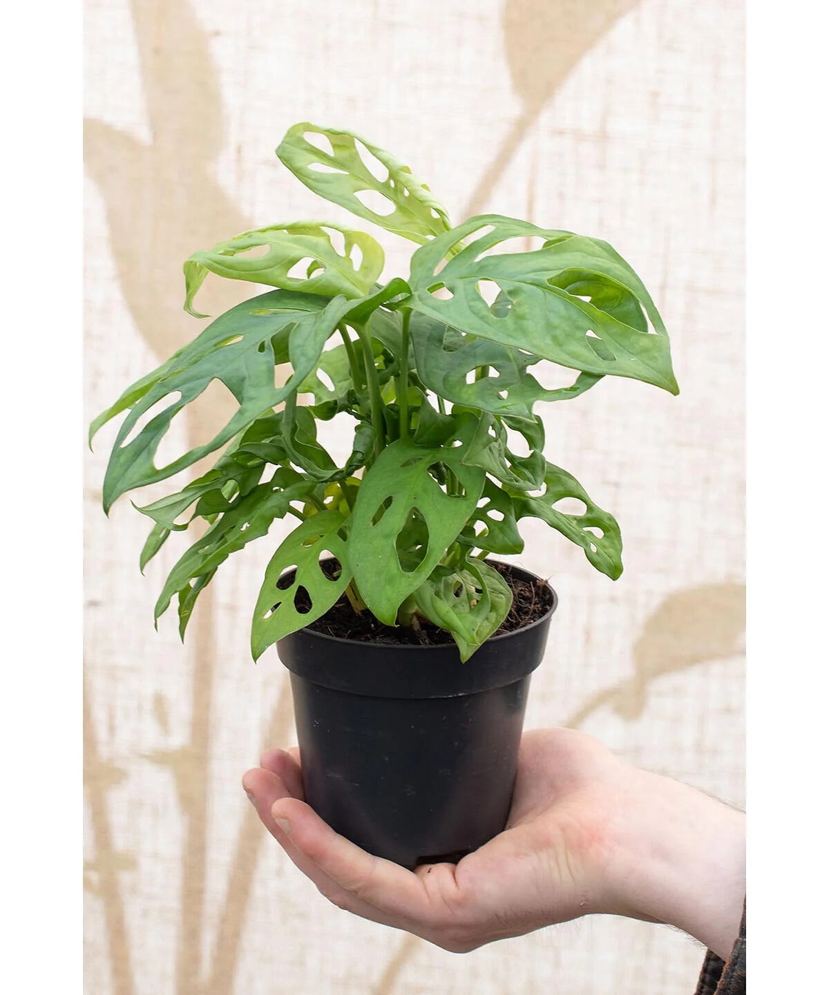 ⭐ GARDENERA Premium Five Holes Monstera Potting Mix - Hand-crafted for Optimal Nutrient Absorption - 1 Quart