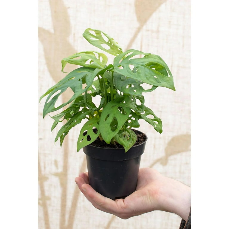 PREMIUM Five Holes Monstera Potting Soil - Promotes Healthy Foliage and  Drainage by Gardenera - 3 Quart - Walmart.com