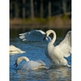 thumbnail image 3 of Fitzharris, Tim 12x14 Black Modern Framed Museum Art Print Titled - Trumpeter Swans Pair-Arkansas, 3 of 5