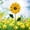 Yellow#3, variant on XiYing Metal Garden Flower Stake | Blue Sunflower Outdoor Decor | Rust-Proof Iron Courtyard Decoration | Easy 3-Part Assembly | Lifelike Spring Ornament for Yard, Garden, Patio