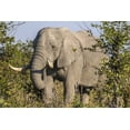 thumbnail image 2 of Zuckerman, Jim 24x17 Gold Ornate Wood Framed with Double Matting Museum Art Print Titled - Botswana, Savute Game Reserve Elephant eating, 2 of 4
