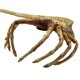 thumbnail image 3 of Máscara de Halloween de Alien Bugs Predators para cosplay de látex, 3 of 4