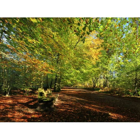 Cheshire Outdoor Wall A Path Through Delamere Forest Framed by Trees in their Autumn Colour, Cheshire, England Print Wall Art By Garry Ridsdale ()