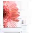 thumbnail image 1 of Pink Daisy Flower Petals, 1 of 1