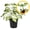 White Butterfly, variant on Monstera Deliciosa 2-4" 1ct – Live Plant for Indoor Outdoor Use, Garden & Landscaping – Live Arrival Guaranteed