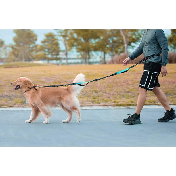 Dog collar with zipper cheap pouch