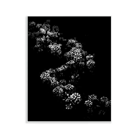 Stupell Industries Curved Blossom Line Plants & Flowers Photography Unframed Art Print Wall Art, 11 x 14