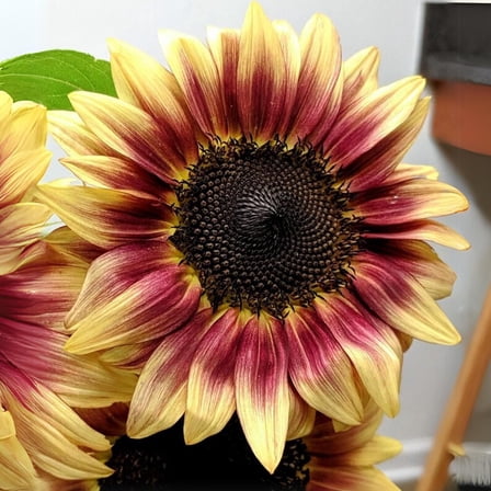 25  Eclipse Sunflower Seeds for Planting - Non- Annual Flowers for Your Garden