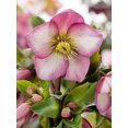 thumbnail image 2 of GC® Ice N' Roses® Rosado - Christmas/Lenten Rose- Helleborus- Gallon Pot, 2 of 2