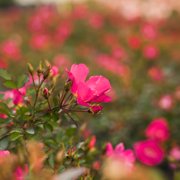 Perfect Plants Pink Drift® Rose 3 Gallon