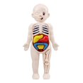 thumbnail image 1 of CNKOO 1 Set Human Torso Model Human Body Organs Model Assembly Toy Anatomy Doll, 1 of 6