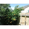 thumbnail image 4 of 10 Graines de Vigne Trompette Colibri Jaune Fleur Campsis Radicans Flava Grimpeur, 4 of 10
