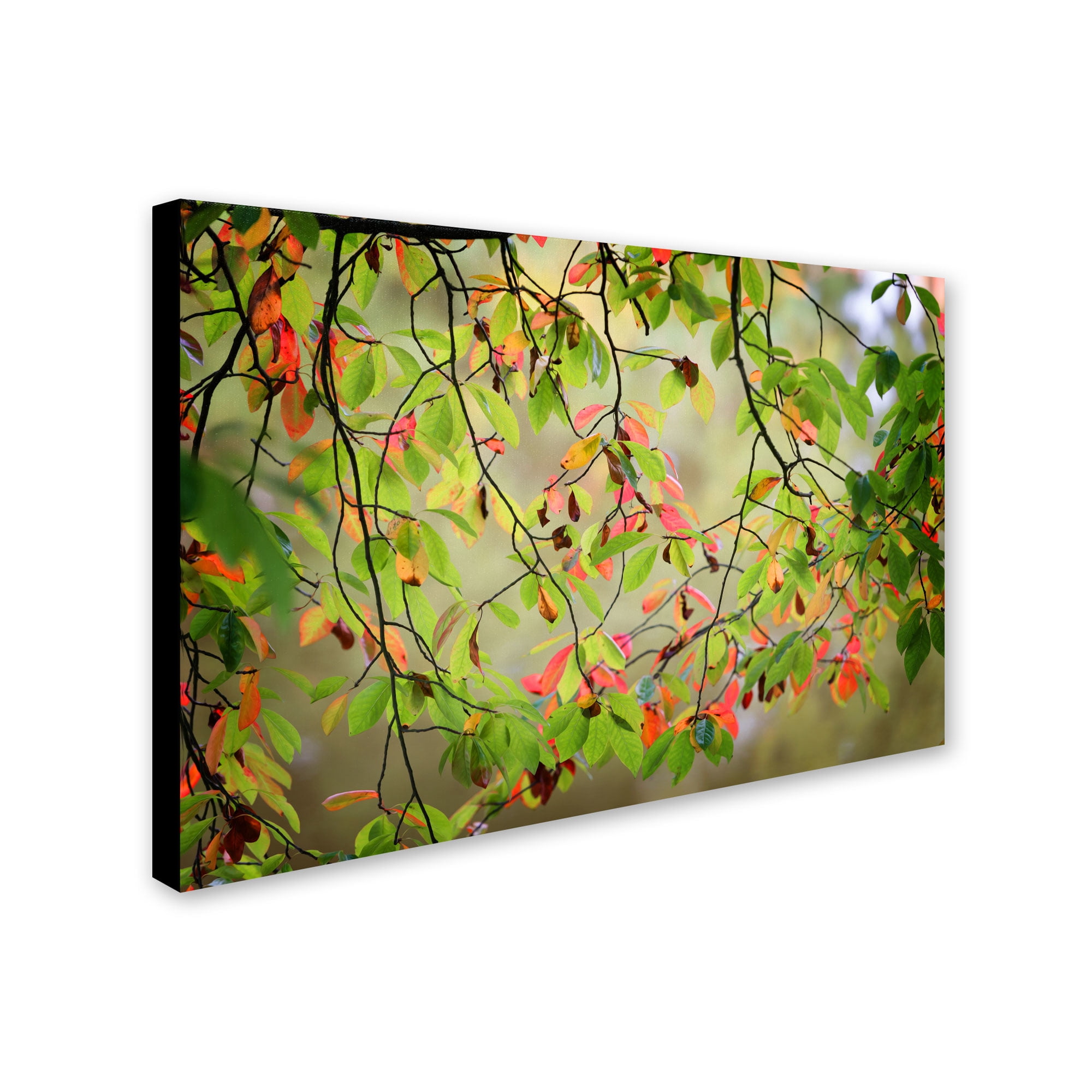 Trademark Fine Art "Leaves in the Wind" Canvas Art by Philippe Sainte-Laudy