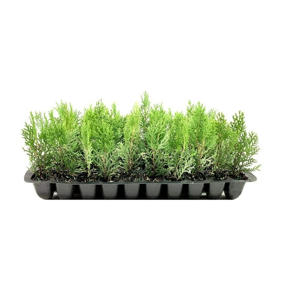 Thuja Arborvitae Blue Cone 20 Live Trees Evergreen Privacy Screening Hedge Plants