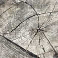 thumbnail image 2 of Grey, Jace 20x20 Black Ornate Wood Framed with Double Matting Museum Art Print Titled - Tree Rings Two, 2 of 4