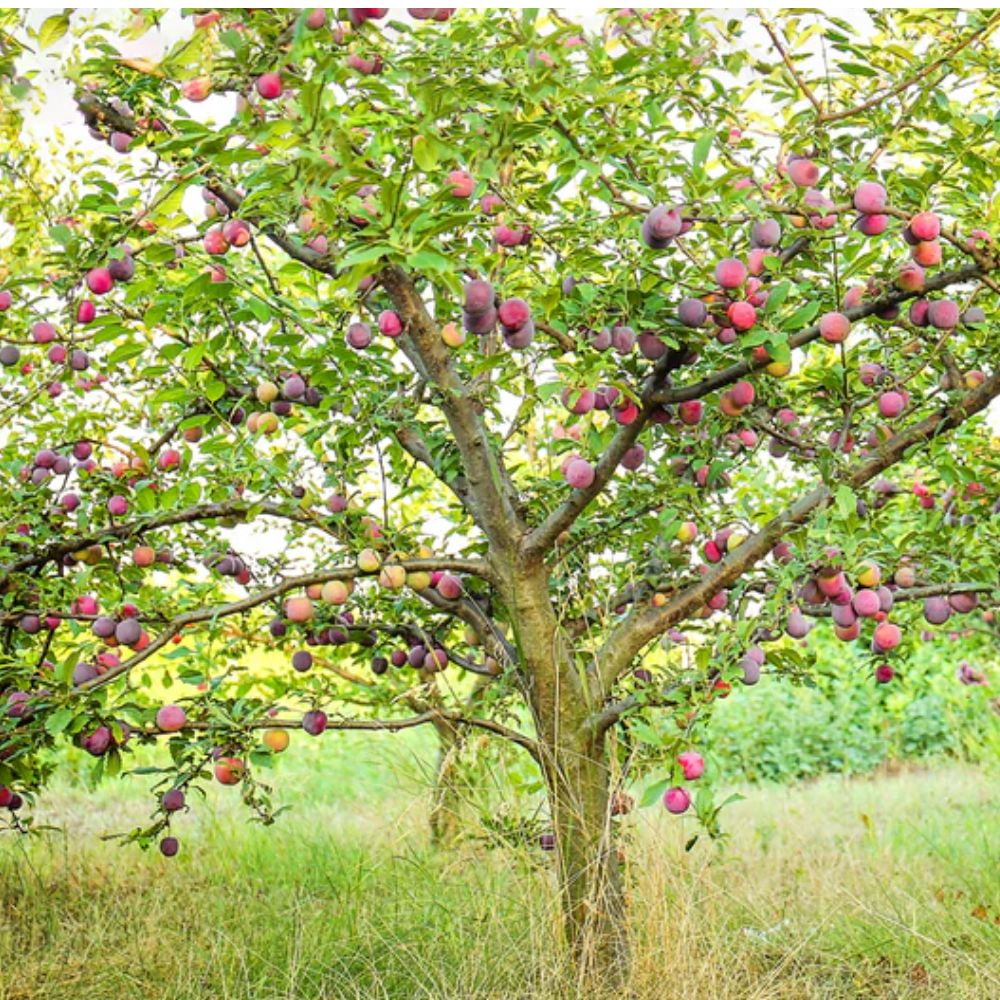 Expert Gardener 2-3 ft. tall Waneta Plum Live Tree in 5-Gallon Grower Pot