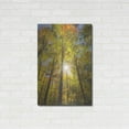 thumbnail image 3 of Luxe Metal Art 'Autumn Foliage Sunburst III' by Alan Majchrowicz,Metal Wall Art, 24"x36", 3 of 7