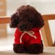 thumbnail image 5 of FELTECHELECTR Peluche de caniche de imitación de 20 cm para niños (color café y ropa al azar), 5 of 7