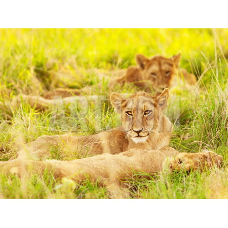 Photo of an African Lion Cubs , South Africa Safari, Kruger National Park Reserve, Wildlife Safari, Print Wall Art By Anna