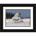 thumbnail image 1 of Costina, Mircea 14x11 Black Ornate Wood Framed with Double Matting Museum Art Print Titled - Bubo scandiacus, 1 of 4