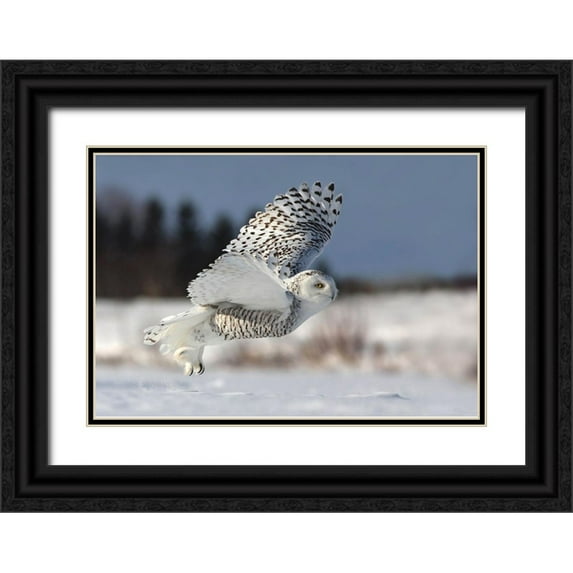 Costina, Mircea 14x11 Black Ornate Wood Framed with Double Matting Museum Art Print Titled - Bubo scandiacus