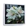 thumbnail image 2 of Designart "Lifelike White Blooms I" Rhododendron Floater Framed Canvas Wall Art, 2 of 5