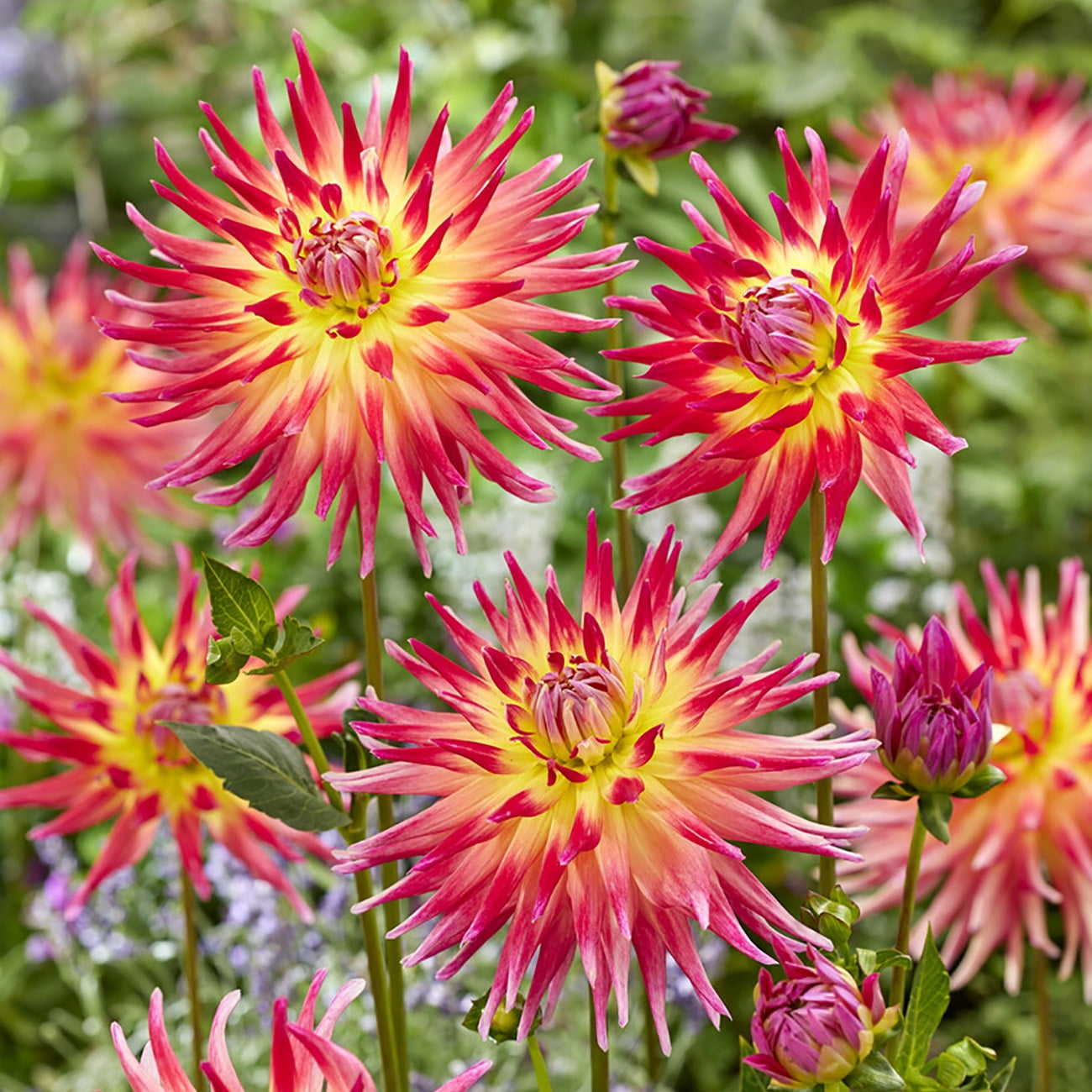 Van Zyverden Dahlias Electric Flash, 3 Bulbs, Multi-color, Full Sun, Annual, Flowering