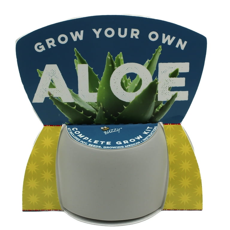 Aloe vera3本セット Buzzy Peaceful Aloe Succulent Ceramic Grow Kit - Walmart.com