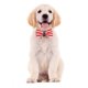 thumbnail image 4 of Collar de moda para cachorro Collar de bandera americana con pajarita Wdftyju correa ajustable para el cuello suministros de decoración para mascotas de retazos, 4 of 8