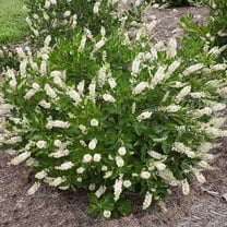 Brighter Blooms - Summersweet Clethra Shrub, 3 gal - No Shipping to AK, AZ, HI
