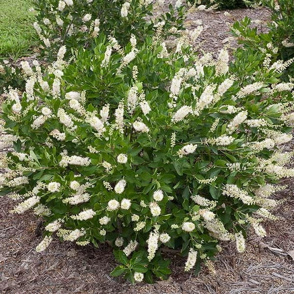 Brighter Blooms - Summersweet Clethra Shrub, 3 gal - No Shipping to AK, AZ, HI