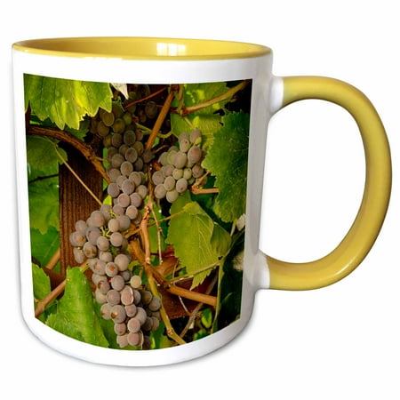 - 3dRose USA, Oregon, Keizer, Pinot Gris grape vineyard - US38 RBR0729 - Rick A Brown - Two Tone Yellow Mug, 11-ounce