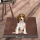 thumbnail image 3 of Cama cálida para perros Cojín para dormir Perrera Manta suave Lavable para Marrón Yuyangstore Almohadilla de cama, 3 of 8