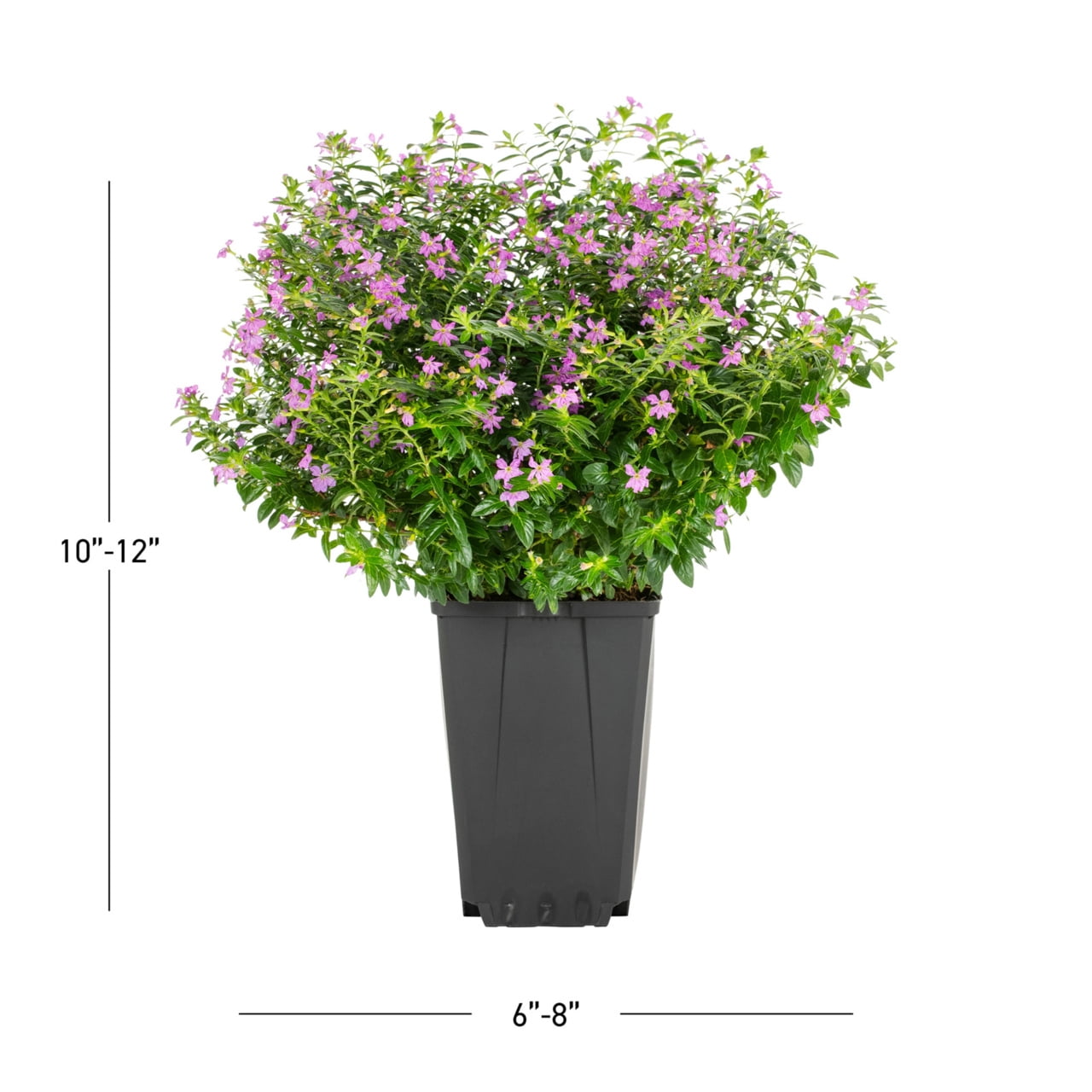 Better Homes & Gardens 1.5PT Purple Heather Live Annual Plant Sun 5-Pack